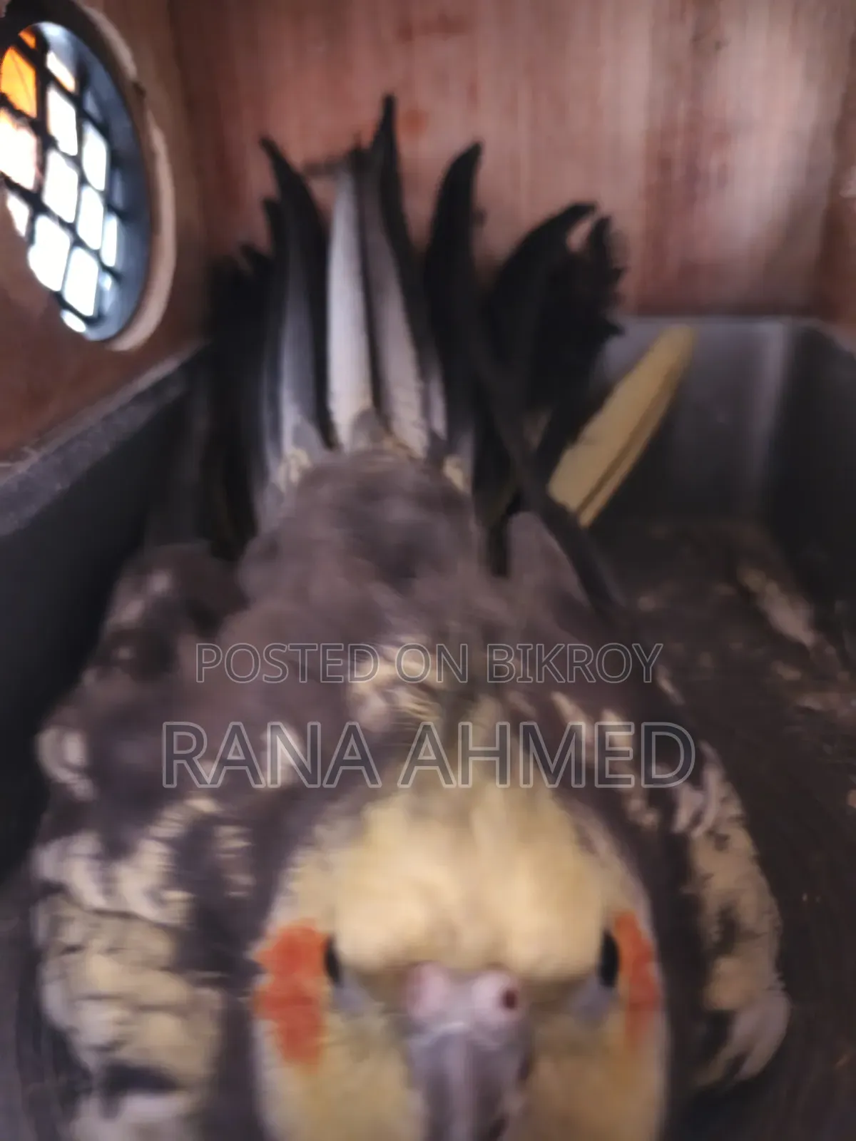 ককাটেল পাখি