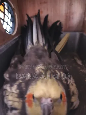 ককাটেল পাখি