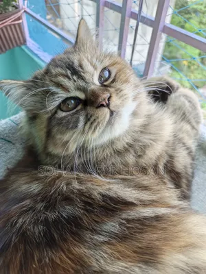 6-12 Months Female Purebred Persian