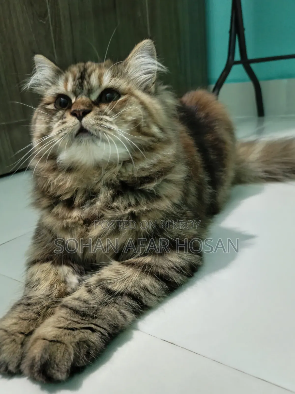 6-12 Months Female Purebred Persian