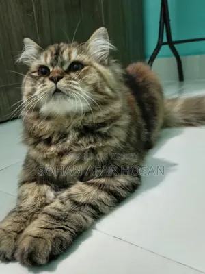 6-12 Months Female Purebred Persian