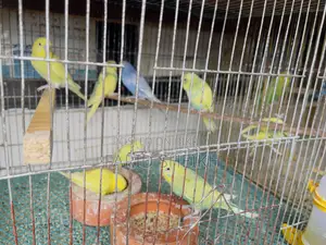 8 Budgerigar Birds