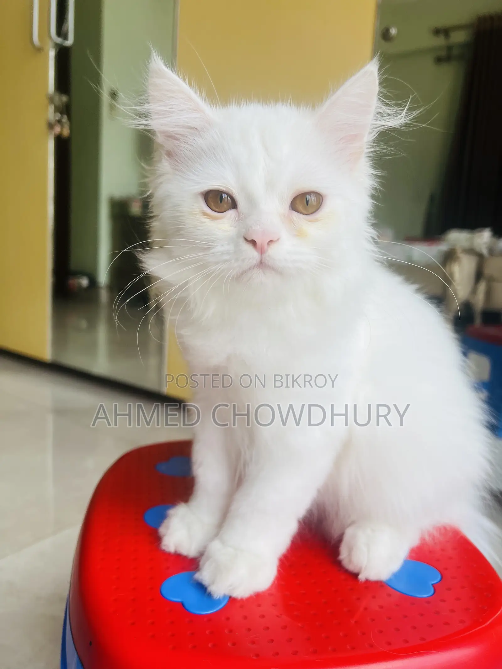 3-6 Months Male Purebred Persian