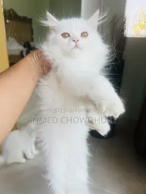 3-6 Months Male Purebred Persian