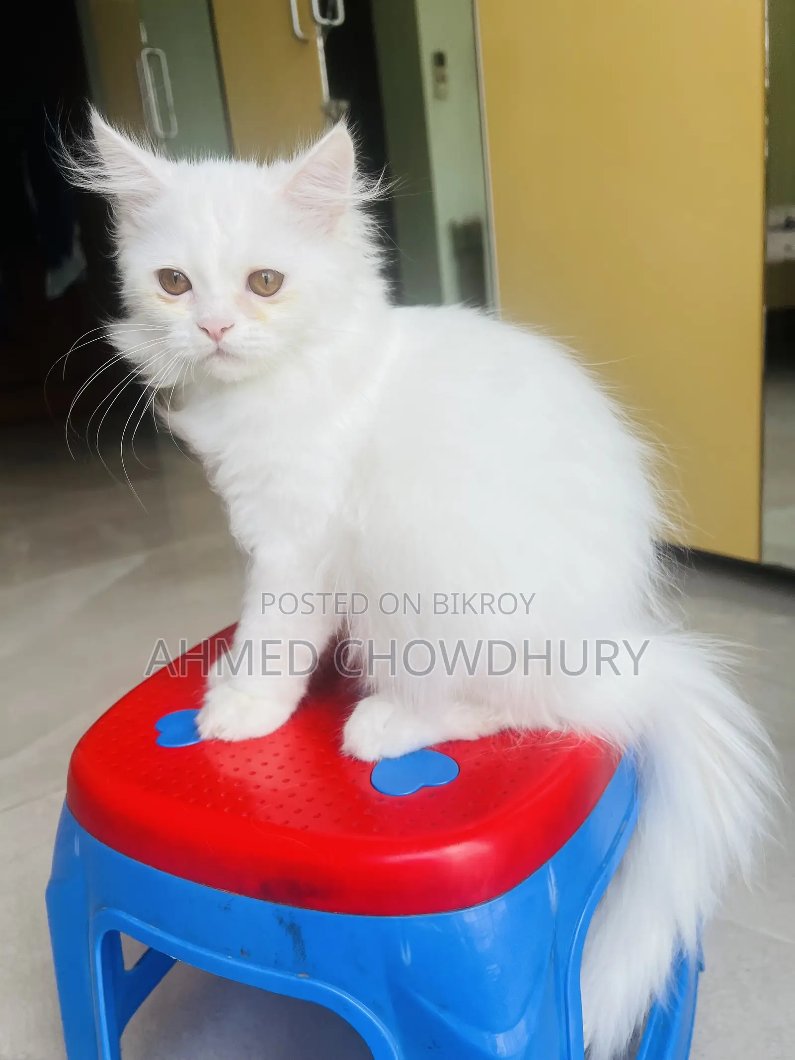 3-6 Months Male Purebred Persian