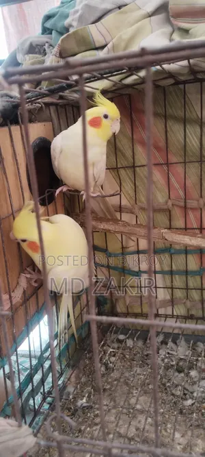 Cockatiel birds for sale