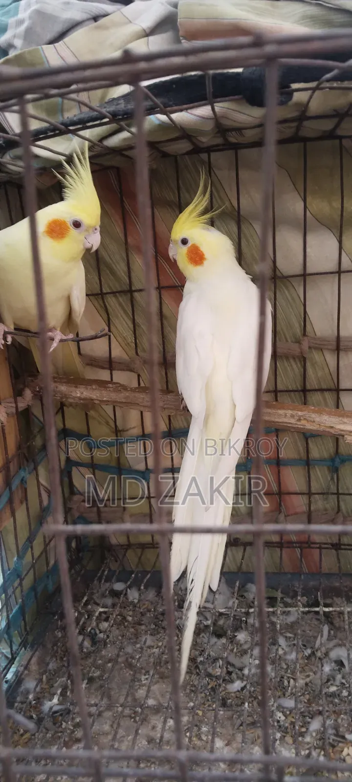 Cockatiel birds for sale