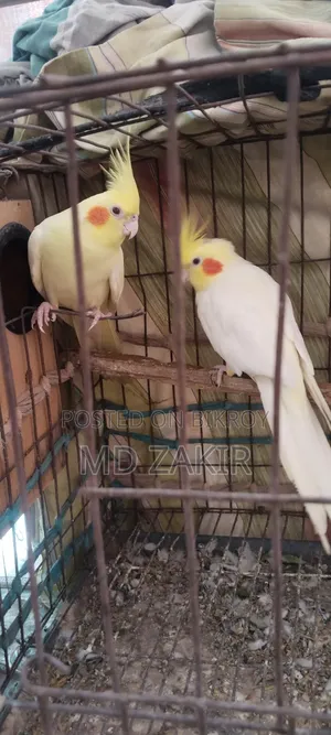 Cockatiel birds for sale