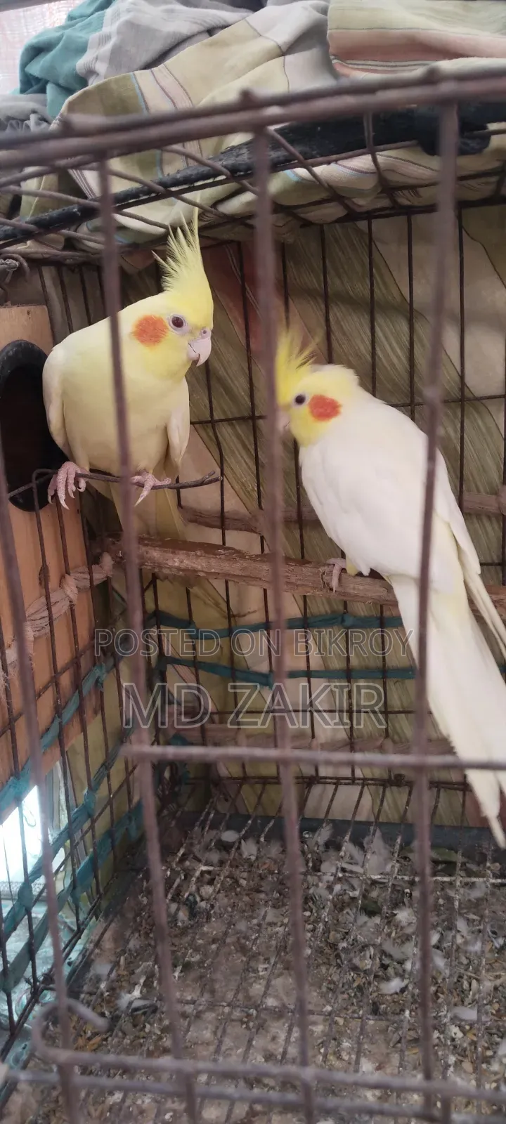 Cockatiel birds for sale