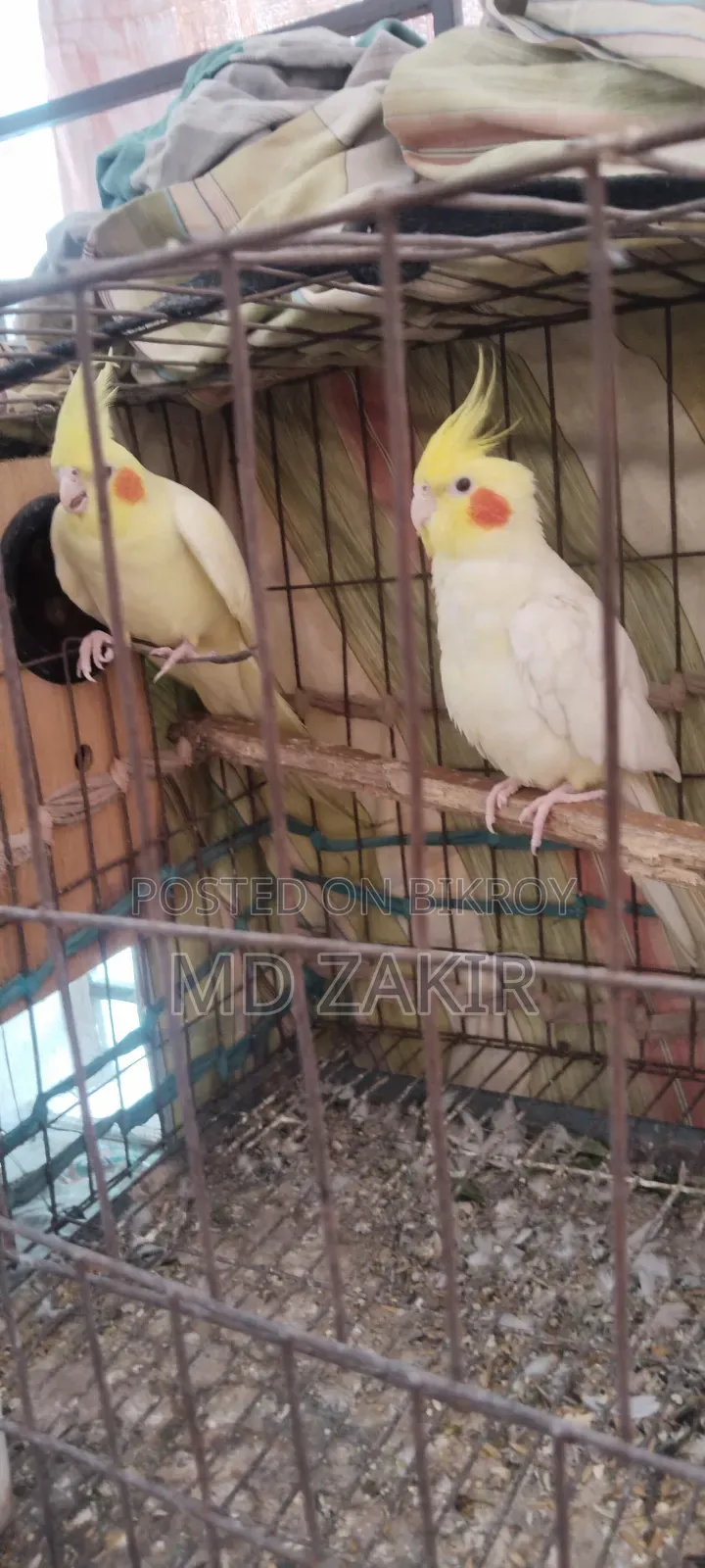 Cockatiel birds for sale
