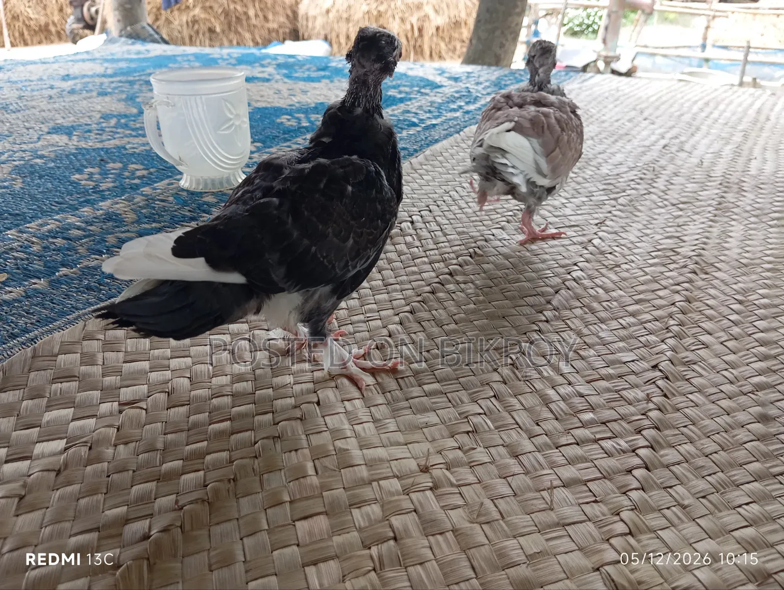 Pigeon Chicks