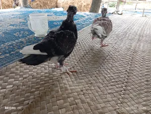 Pigeon Chicks