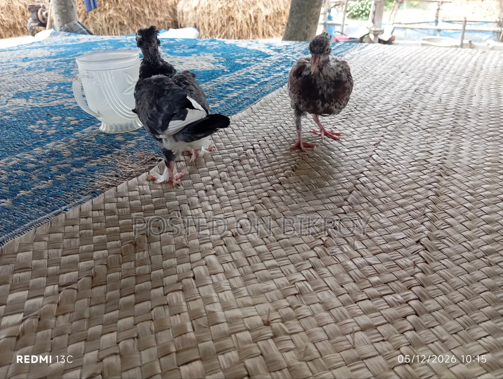 Pigeon Chicks
