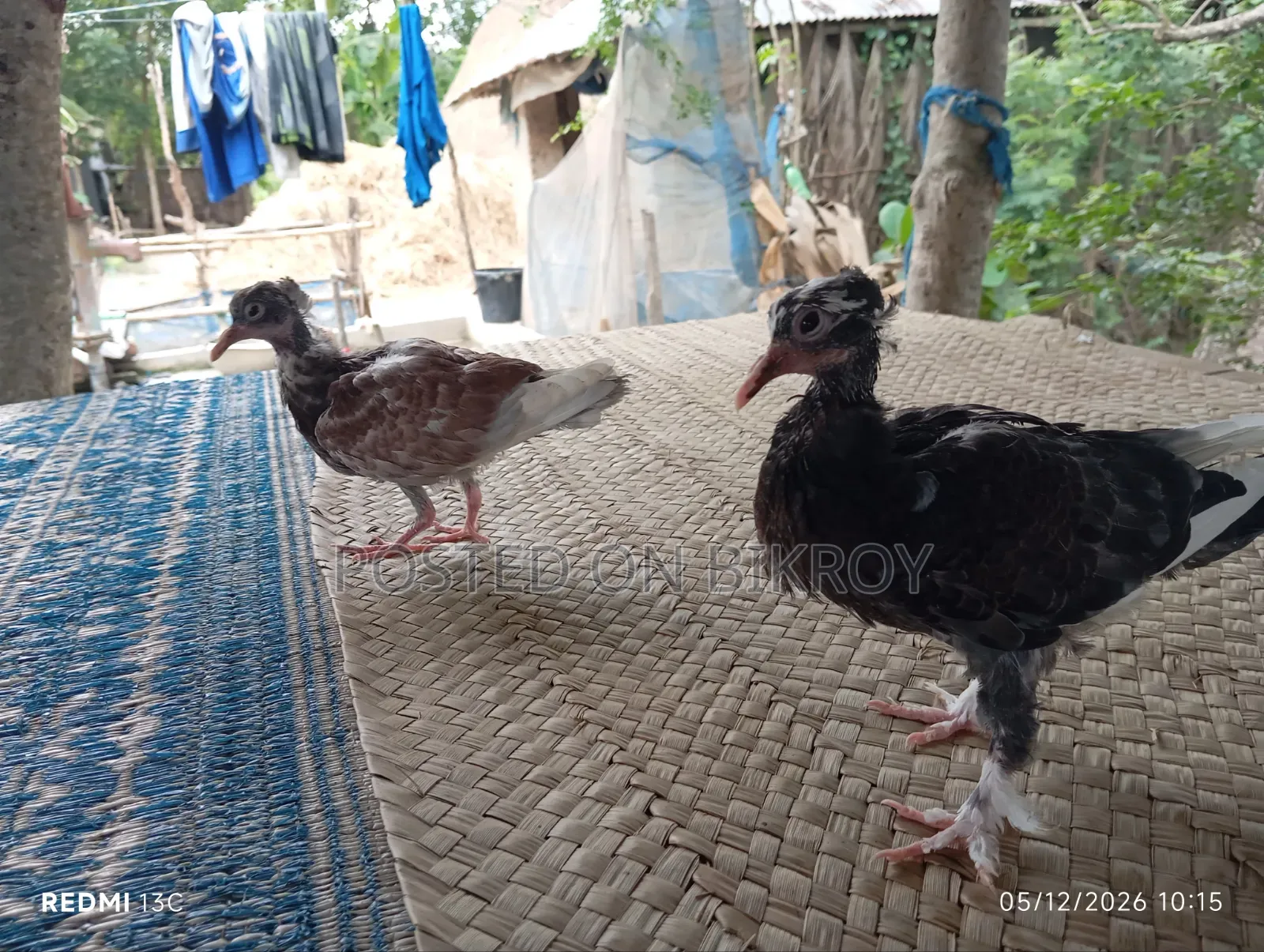 Pigeon Chicks