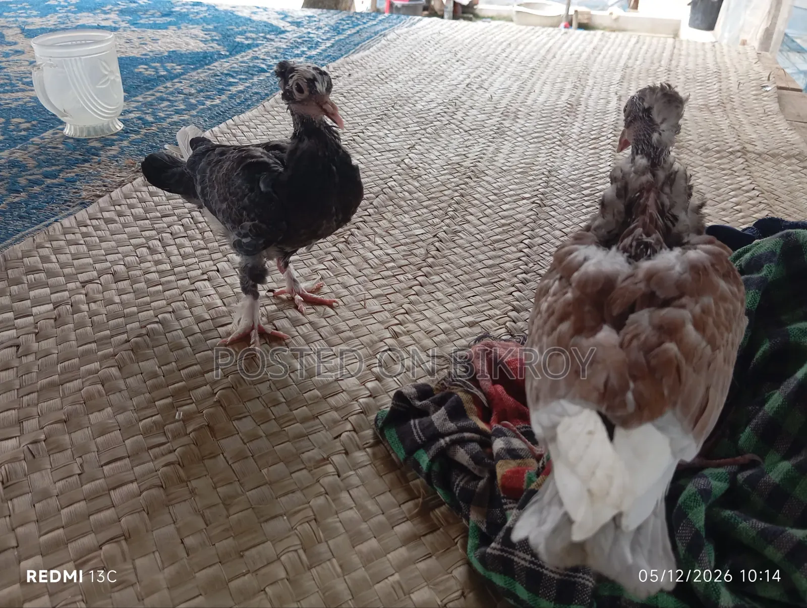 Pigeon Chicks