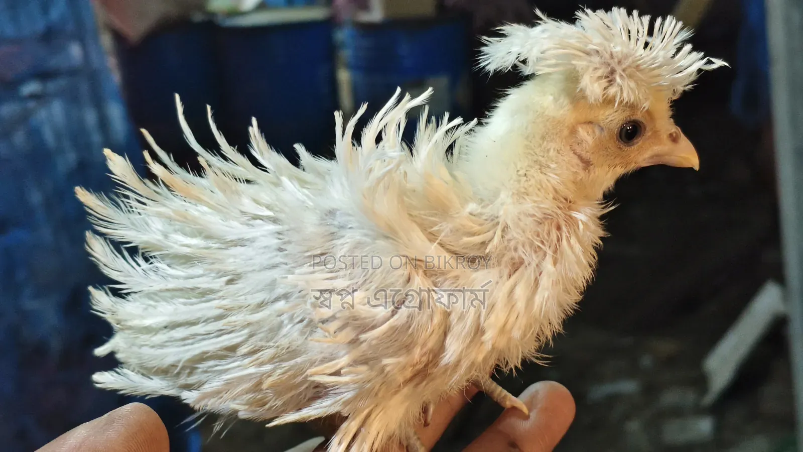 Buff Frizzle Polish Cap