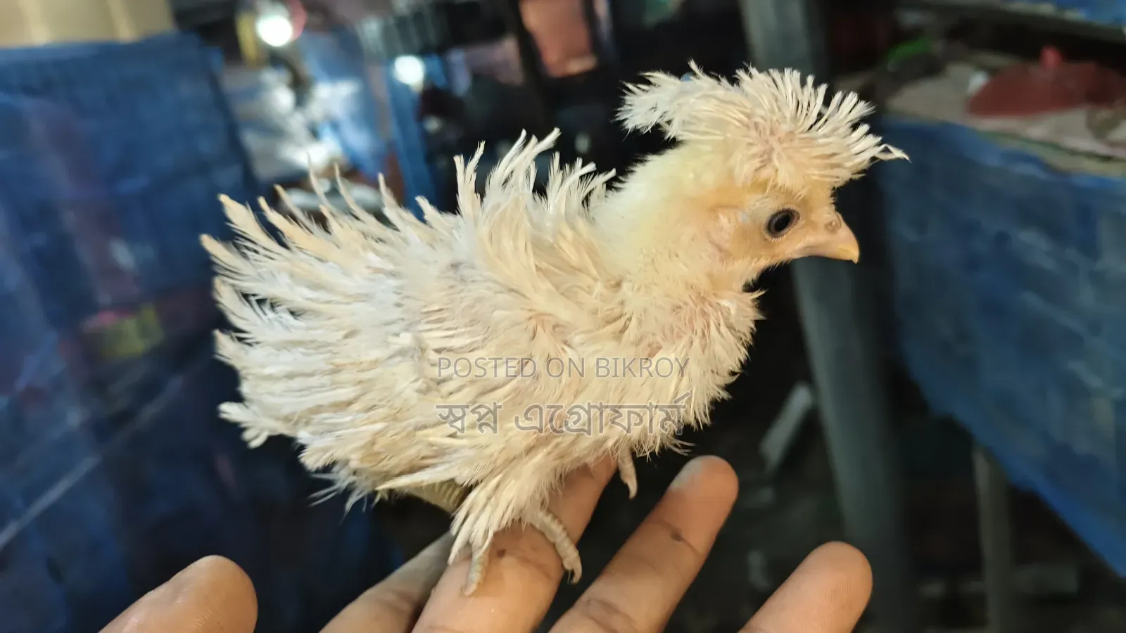 Buff Frizzle Polish Cap