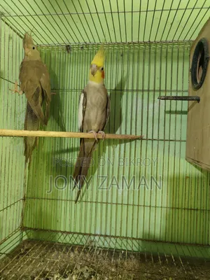ককাটেল ফুল অ্যাডাল্ট রানিং পেয়ার