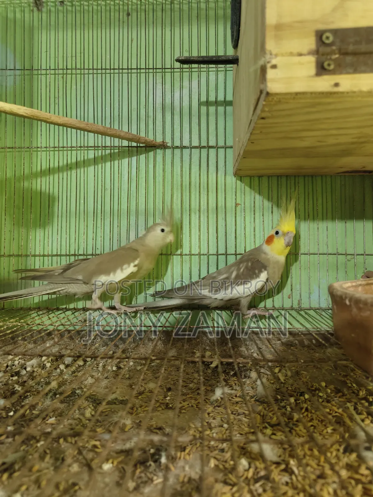 ককাটেল ফুল অ্যাডাল্ট রানিং পেয়ার