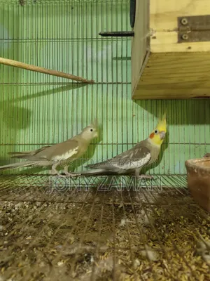 ককাটেল ফুল অ্যাডাল্ট রানিং পেয়ার