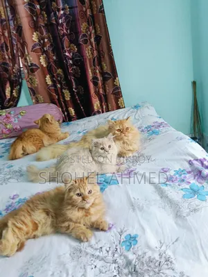3-6 Months Male Purebred Persian