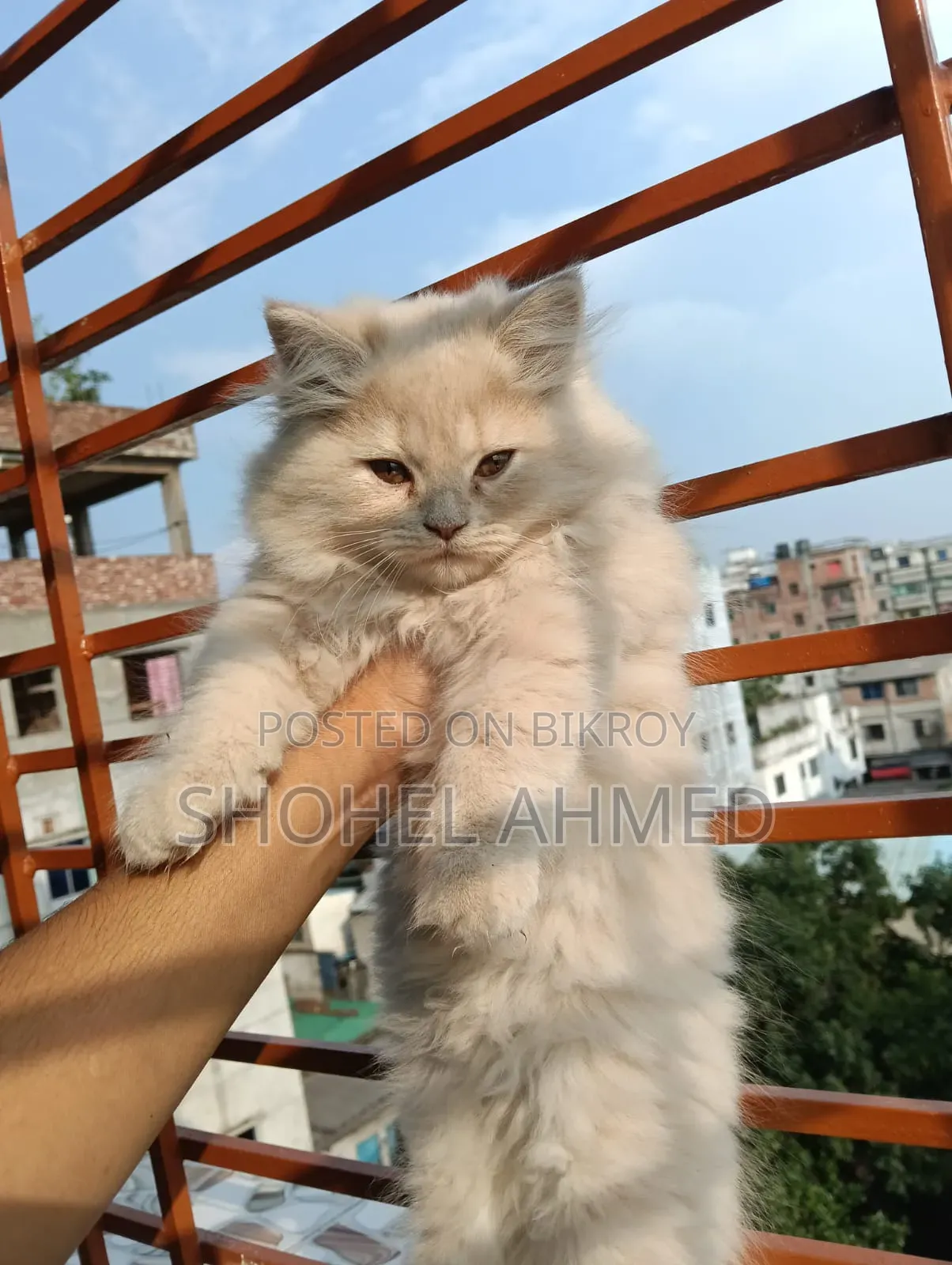 3-6 Months Male Purebred Persian