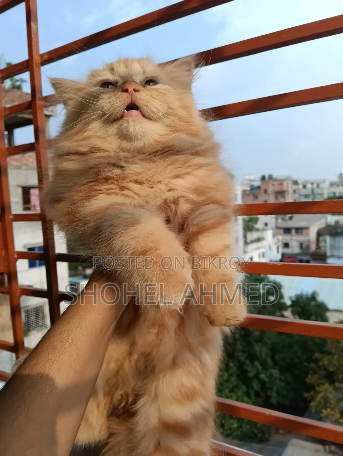3-6 Months Male Purebred Persian
