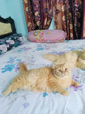 3-6 Months Male Purebred Persian