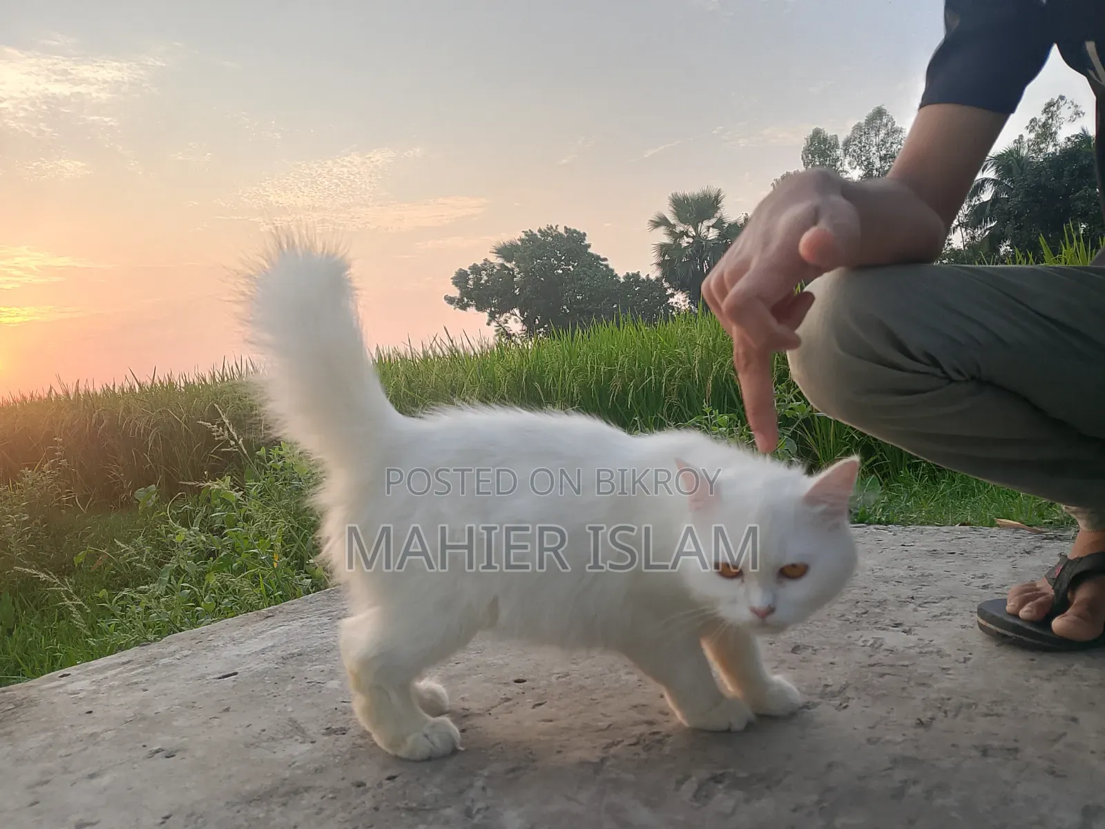 6-12 Months Female Mixed Breed Persian