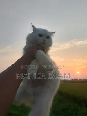 6-12 Months Female Mixed Breed Persian
