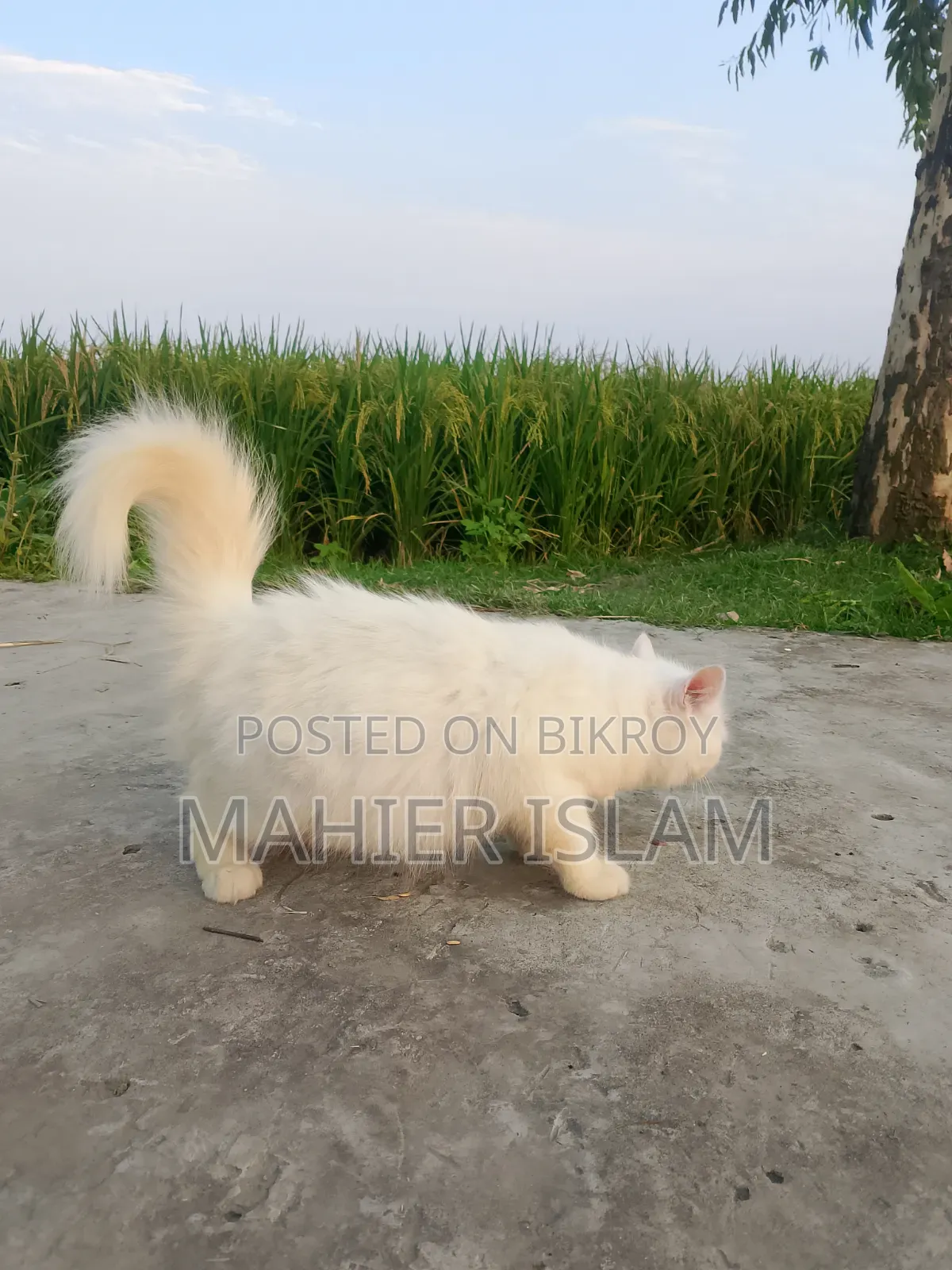 6-12 Months Female Mixed Breed Persian