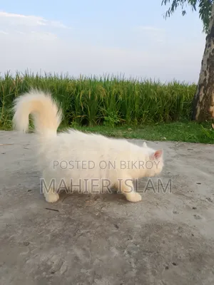 6-12 Months Female Mixed Breed Persian