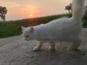 6-12 Months Female Mixed Breed Persian