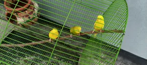 Budgerigar Birds