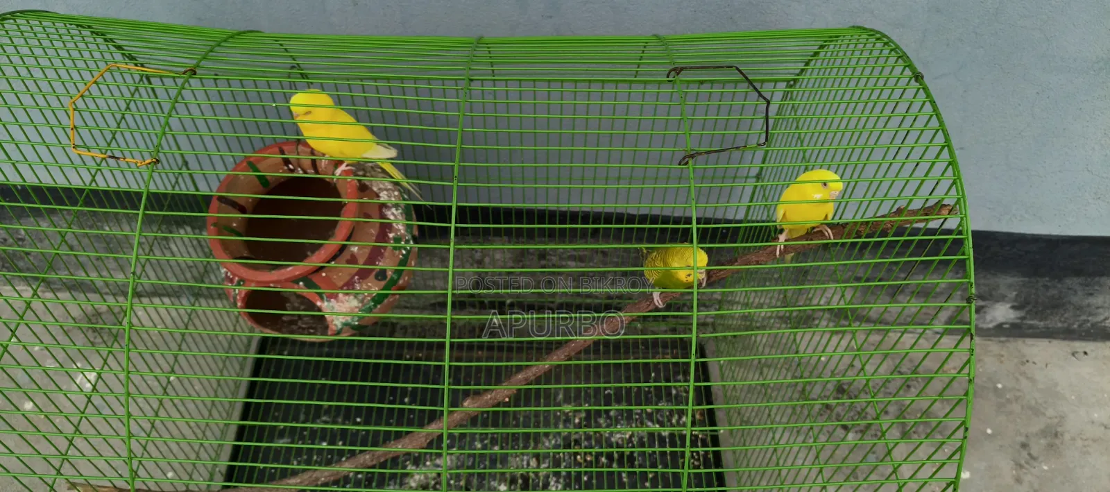Budgerigar Birds