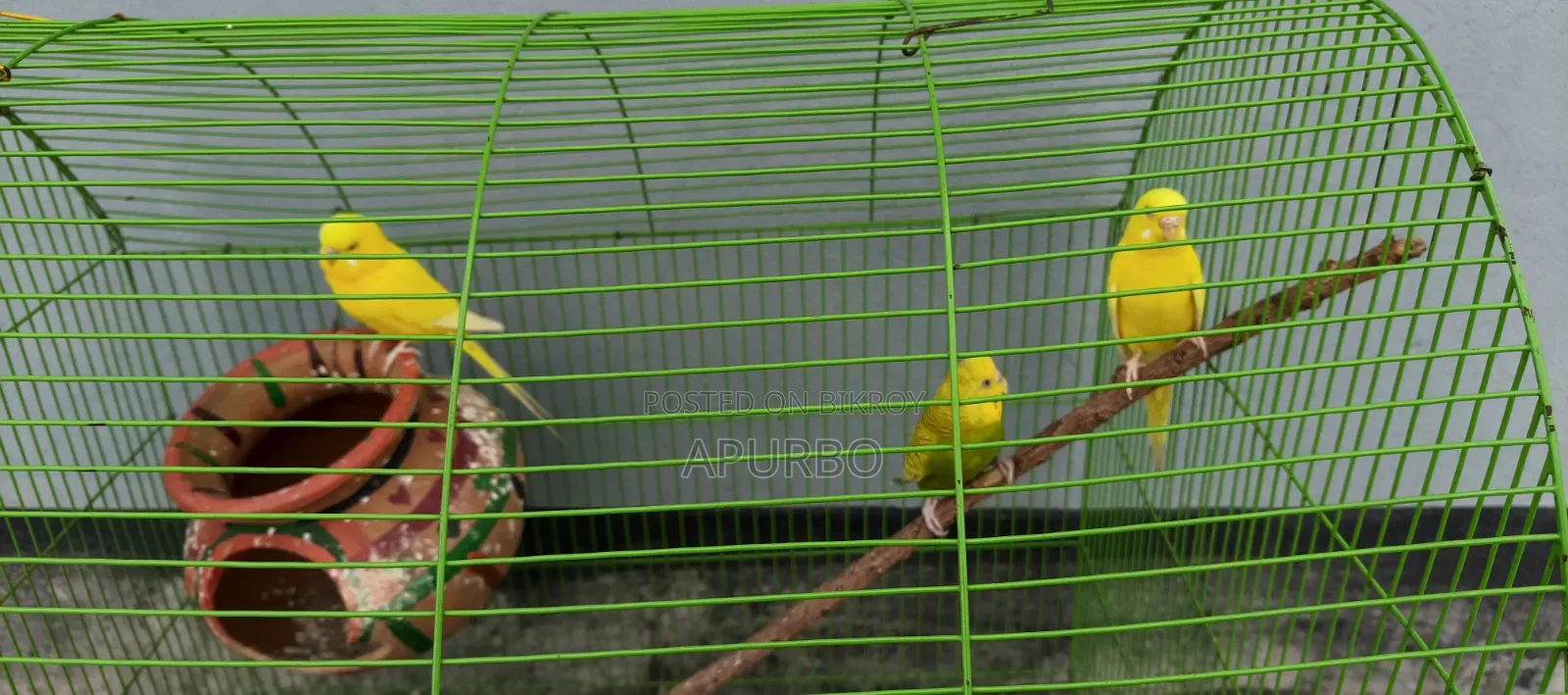 Budgerigar Birds