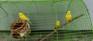 Budgerigar Birds