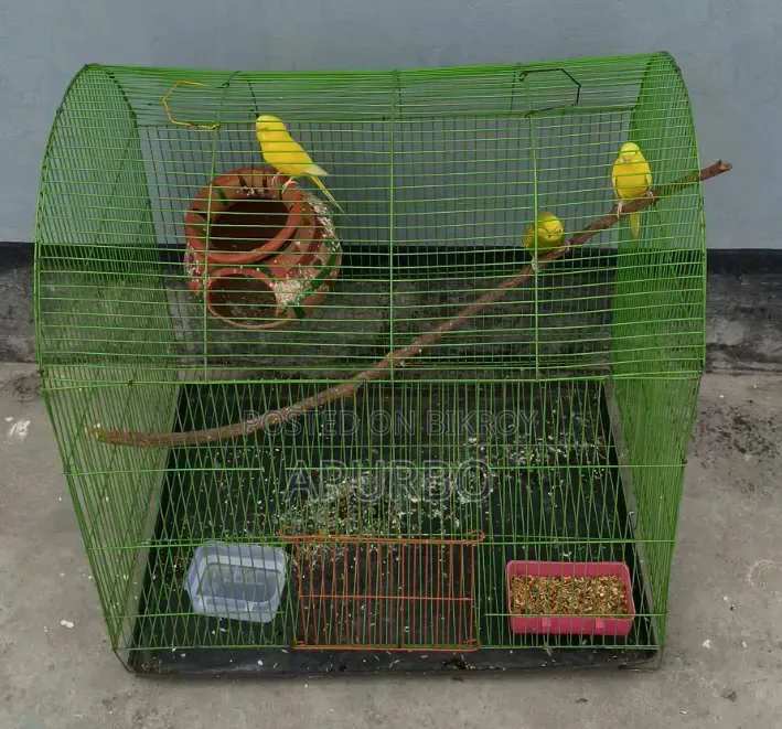 Budgerigar Birds