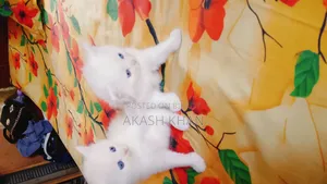 0-1 Month Female Purebred Persian