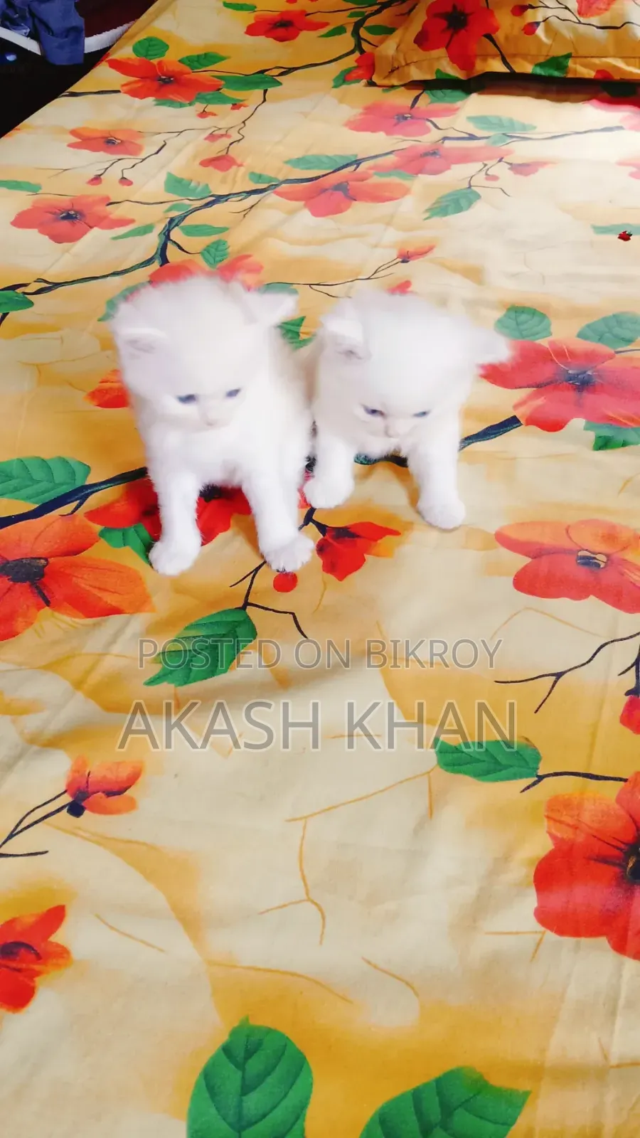 0-1 Month Female Purebred Persian