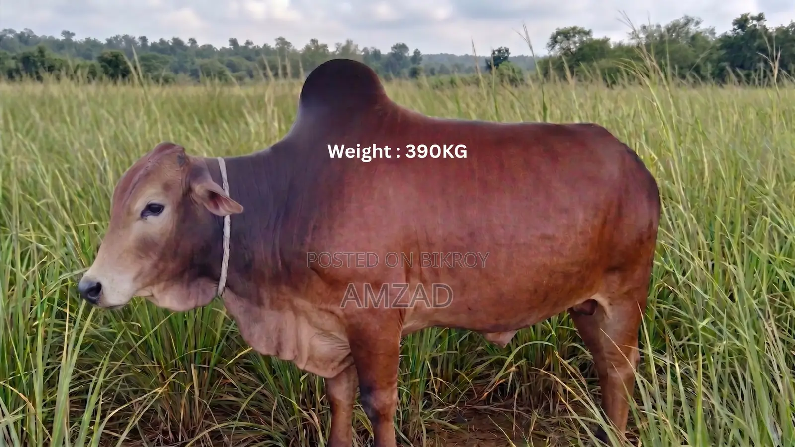 Sahiwal Breed Bull Sale
