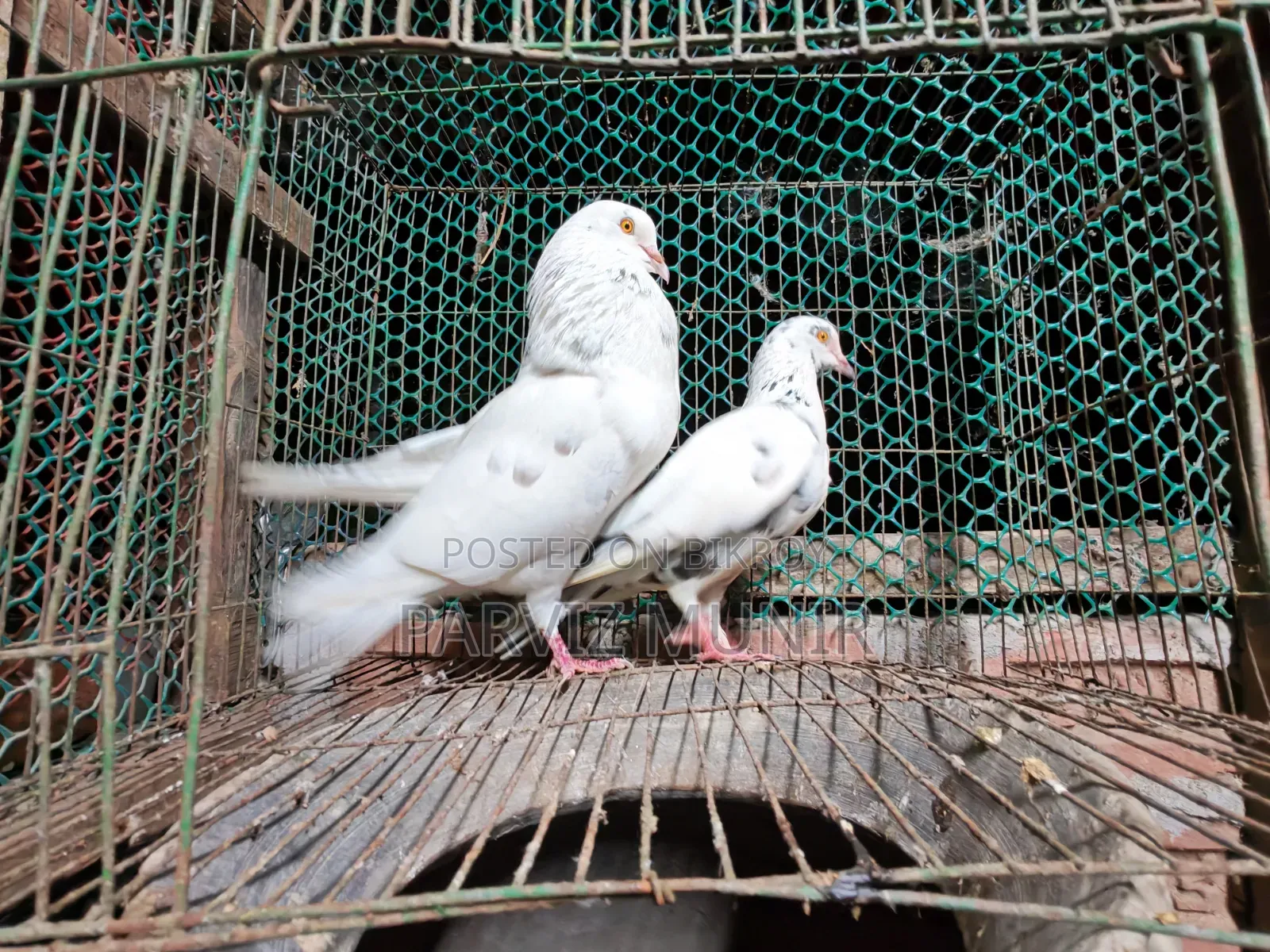 Beautiful Pigeons That Lay Eggs and Breed