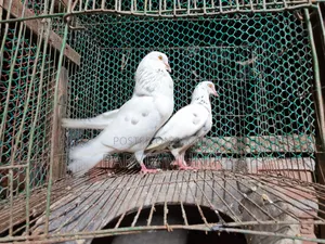 Beautiful Pigeons That Lay Eggs and Breed