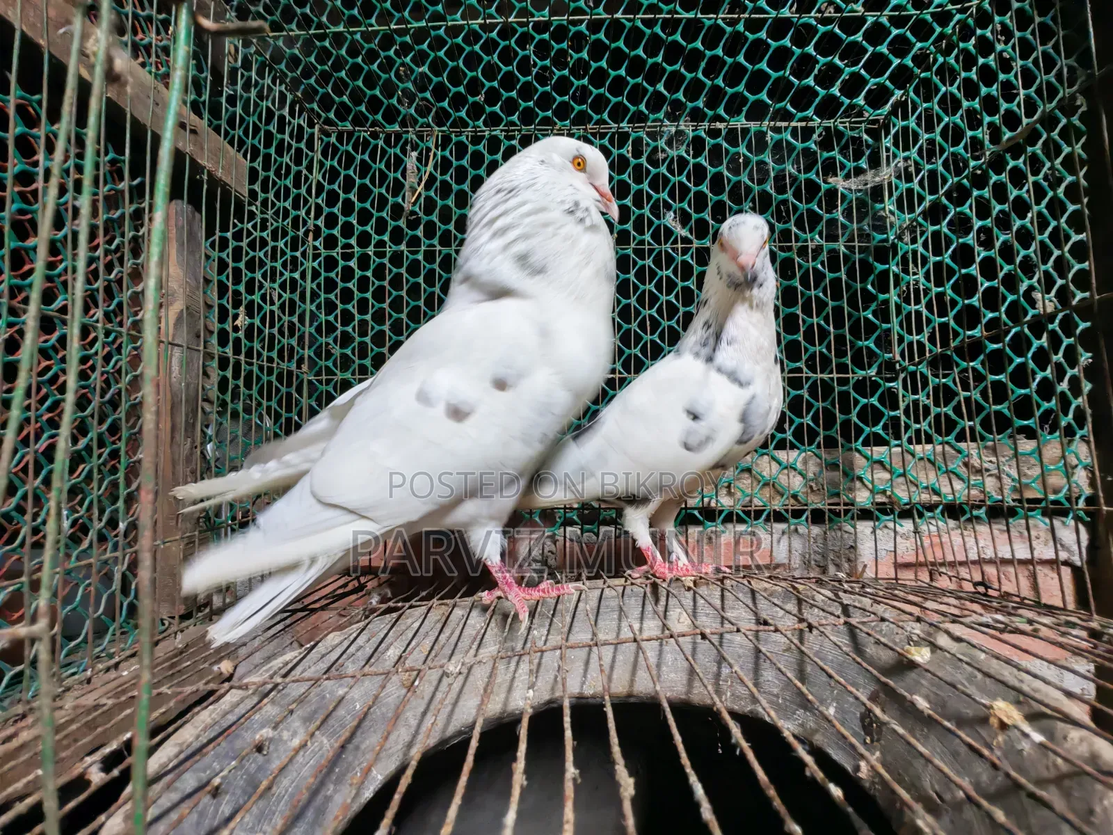 Beautiful Pigeons That Lay Eggs and Breed