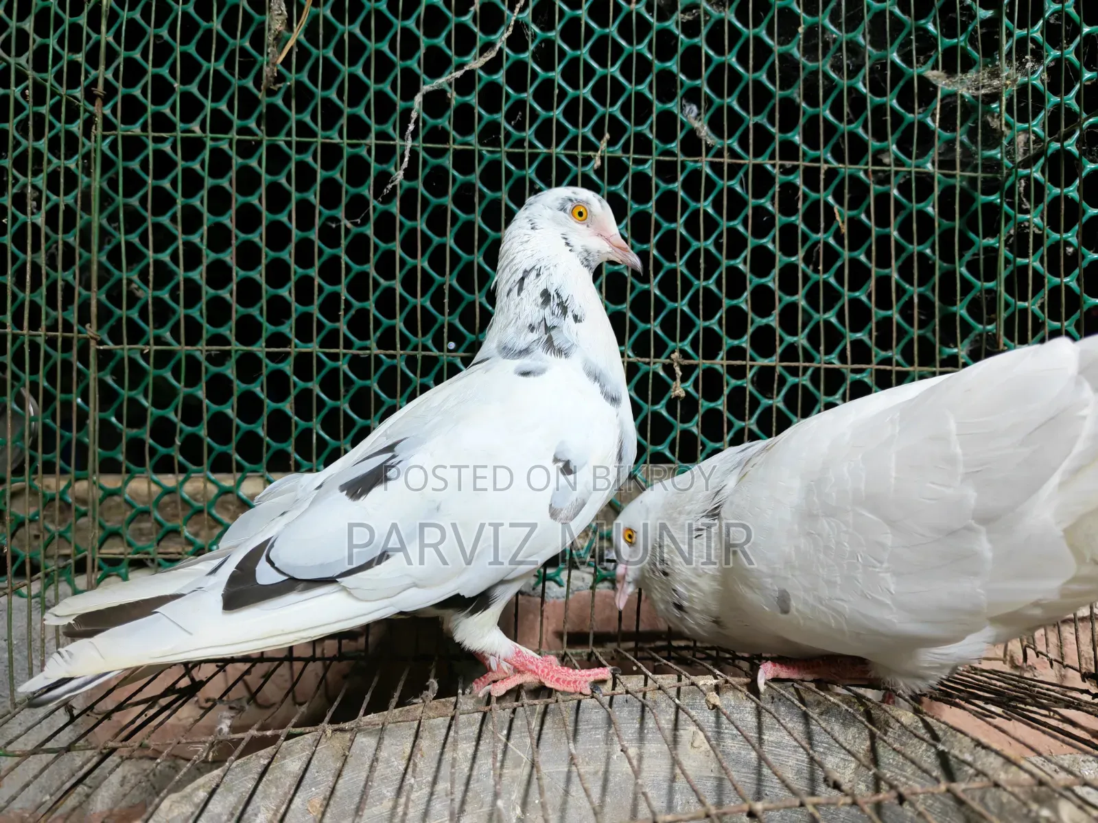 Beautiful Pigeons That Lay Eggs and Breed