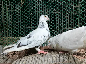 Beautiful Pigeons That Lay Eggs and Breed