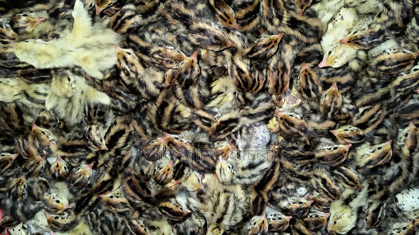 One-day-old Japanese Quail chicks for sale