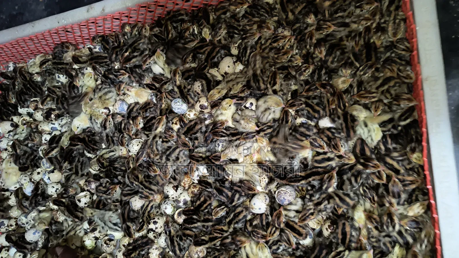 One-day-old Japanese Quail chicks for sale