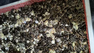 One-day-old Japanese Quail chicks for sale