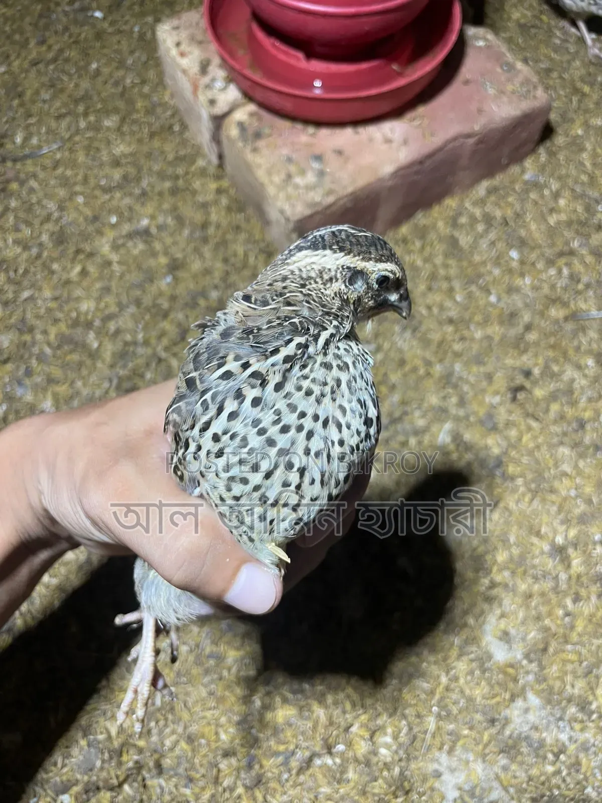 One-day-old Japanese Quail chicks for sale